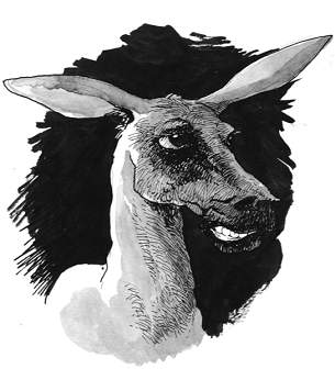 Portrait of the donkey